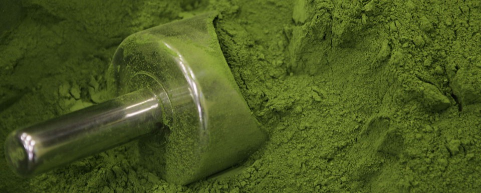 Exclusive Blended Matcha