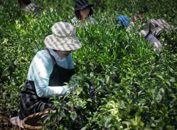 Tea safety, pesticides and chemical fertilizers