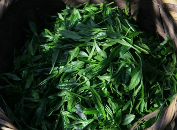 Loose Tea Leaf Made in Japan